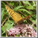 Argynnis paphia - Kaisermantel w02.jpg